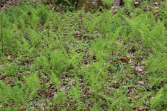 Amauropelta noveboracensis