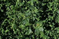 Physalis philadelphica