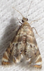 Petrophila fulicalis