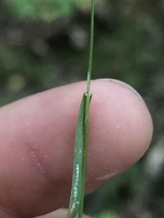 Agrostis perennans