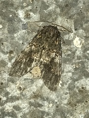 Peridea angulosa