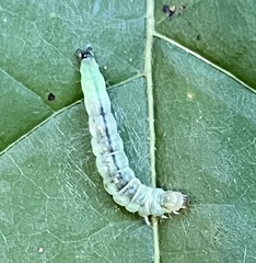 Phaecasiophora confixana