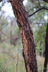 Corymbia setosa