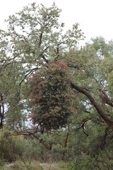 Corymbia setosa