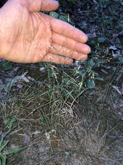 Agrostis perennans