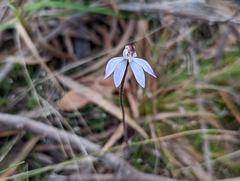 Caladenia fuscata