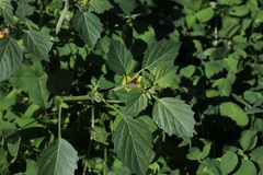 Physalis philadelphica