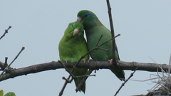 Forpus conspicillatus