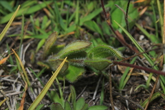 Sabazia trianae
