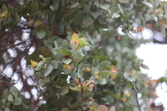 Corymbia setosa
