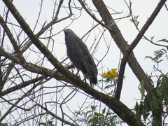 Geranospiza caerulescens