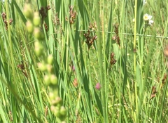 Juncus filiformis