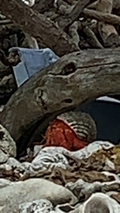 Coenobita perlatus