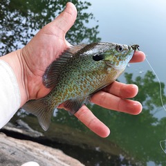 Lepomis auritus × macrochirus