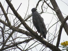 Geranospiza caerulescens