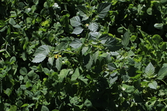 Physalis philadelphica