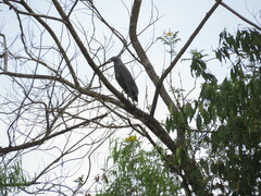 Geranospiza caerulescens