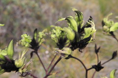 Macropidia fuliginosa