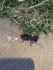 Mastigoproctus giganteus