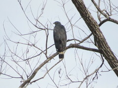 Geranospiza caerulescens