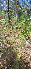 Persoonia nutans