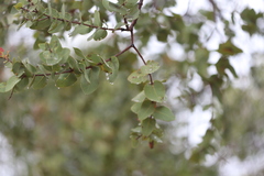 Corymbia setosa