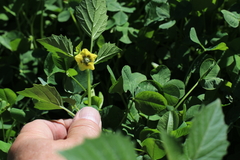 Physalis philadelphica