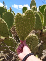Opuntia leucotricha