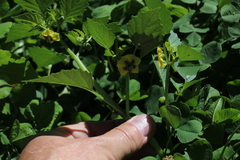 Physalis philadelphica