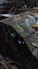 Mycena cyanocephala