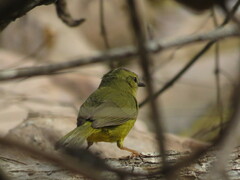 Myiothlypis bivittata