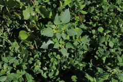 Physalis philadelphica