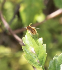 Sparnopolius confusus