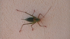 Barbitistes constrictus