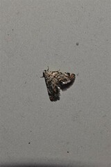 Eoparargyractis irroratalis