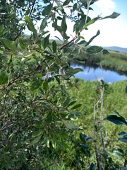 Salix bebbiana