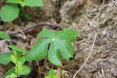 Podophyllum peltatum