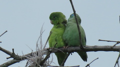 Forpus conspicillatus