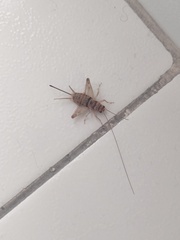 Gryllodes sigillatus