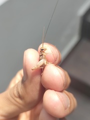 Gryllodes sigillatus