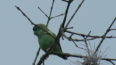 Forpus conspicillatus