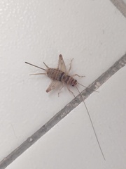 Gryllodes sigillatus