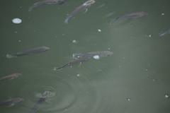 Oreochromis