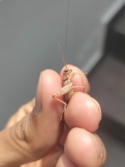 Gryllodes sigillatus