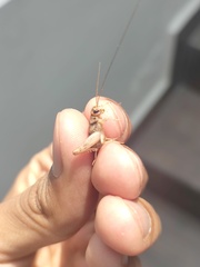 Gryllodes sigillatus