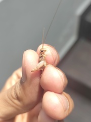 Gryllodes sigillatus