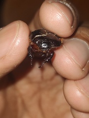 Pentodontini