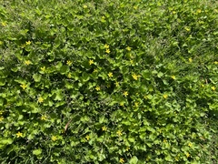 Ranunculus muricatus