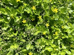 Ranunculus muricatus