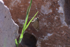 Lerodea eufala eufala